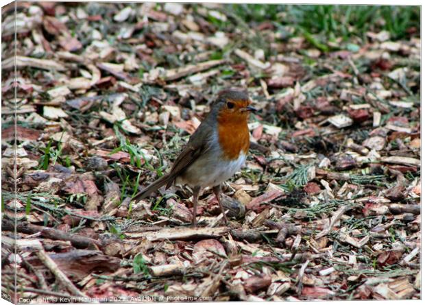 Robin Red Breast Posing For A Photograph Canvas Print by Kevin Maughan