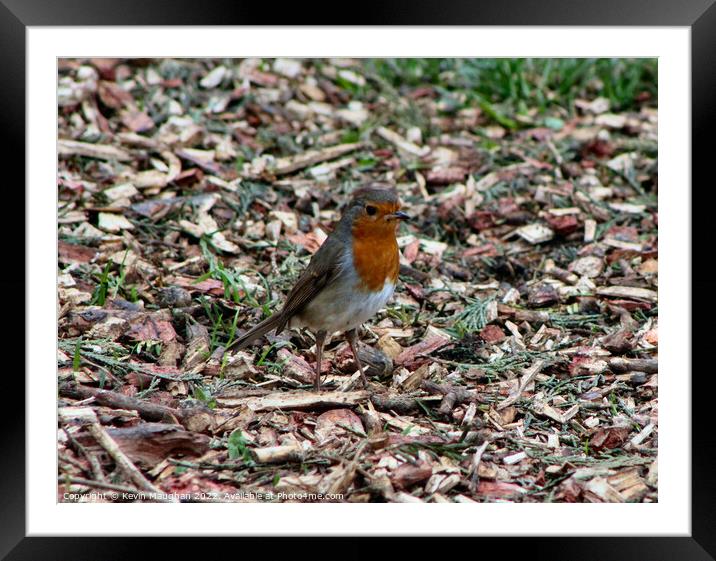 Robin Red Breast Posing For A Photograph Framed Mounted Print by Kevin Maughan