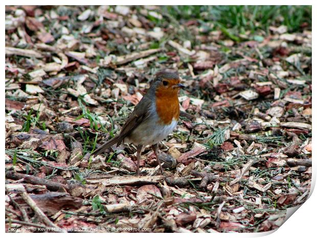 Robin Red Breast Posing For A Photograph Print by Kevin Maughan