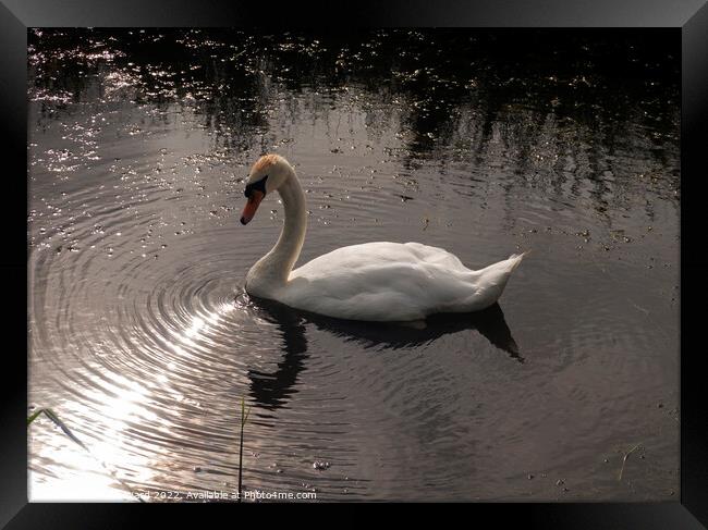 Evening Swan  Framed Print by Mark Ward