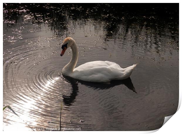 Evening Swan  Print by Mark Ward
