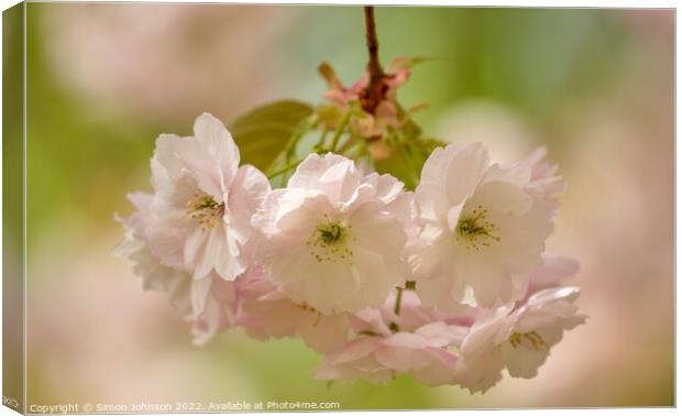 Spring blossom Canvas Print by Simon Johnson