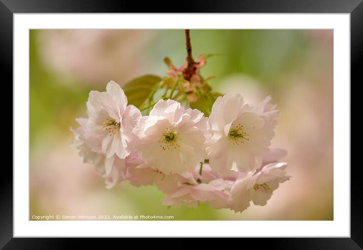 Spring blossom Framed Mounted Print by Simon Johnson