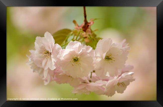 Spring blossom Framed Print by Simon Johnson