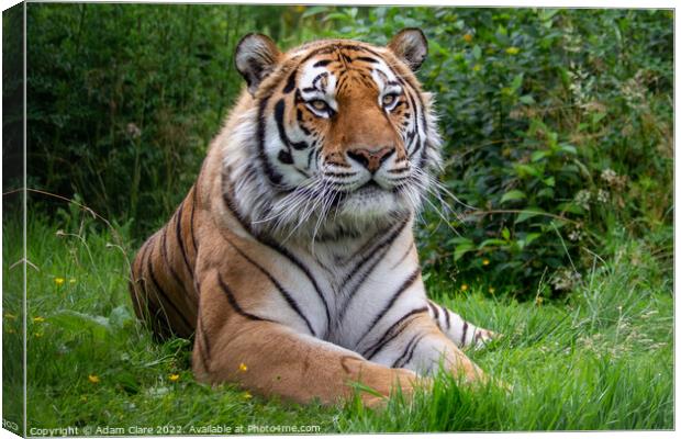 Majestic Bengal Tiger Resting Canvas Print by Adam Clare
