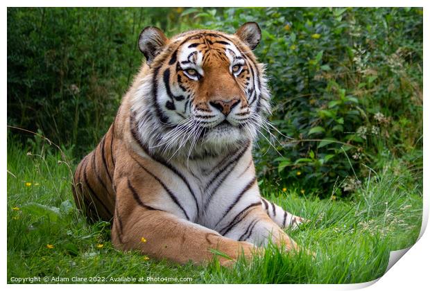 Majestic Bengal Tiger Resting Print by Adam Clare