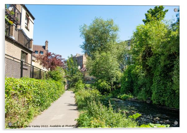 Footpath along the Water of Leith  Acrylic by Chris Yaxley