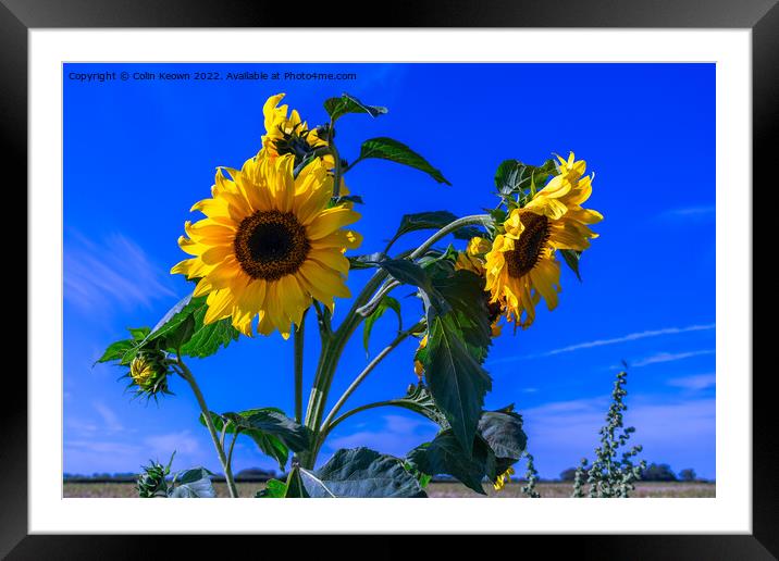 Wild Sunflowers Framed Mounted Print by Colin Keown