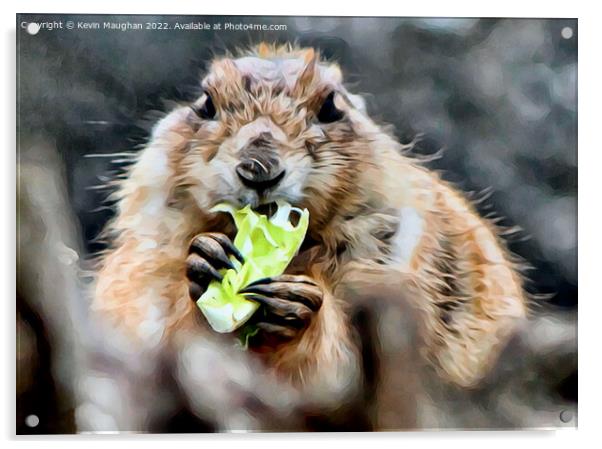Black Tailed Prairie Dog (Digital Art) Acrylic by Kevin Maughan