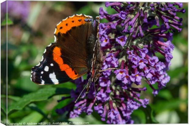 Red Admiral Butterfly on flower Canvas Print by Andrew Hill