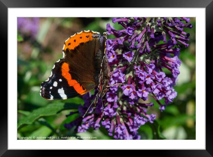 Red Admiral Butterfly on flower Framed Mounted Print by Andrew Hill