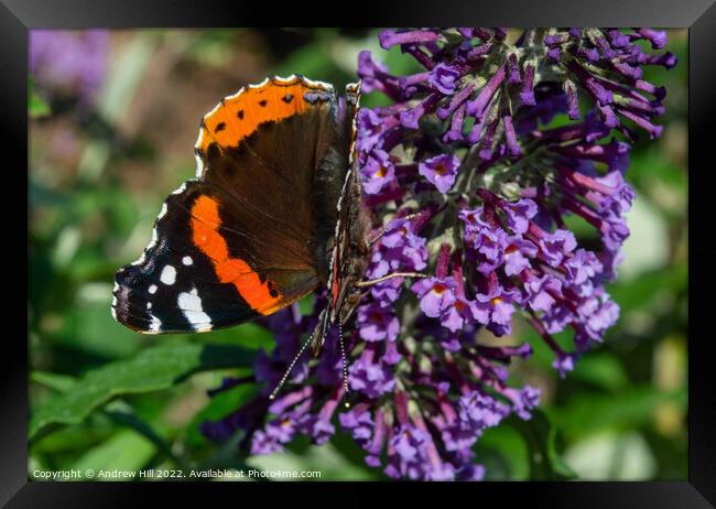 Red Admiral Butterfly on flower Framed Print by Andrew Hill