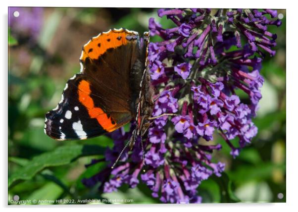 Red Admiral Butterfly on flower Acrylic by Andrew Hill