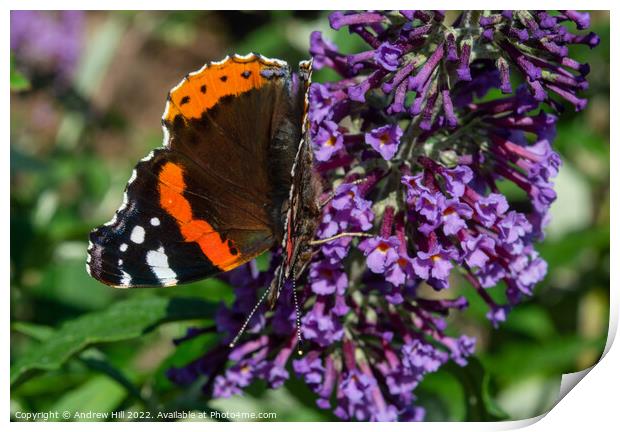 Red Admiral Butterfly on flower Print by Andrew Hill