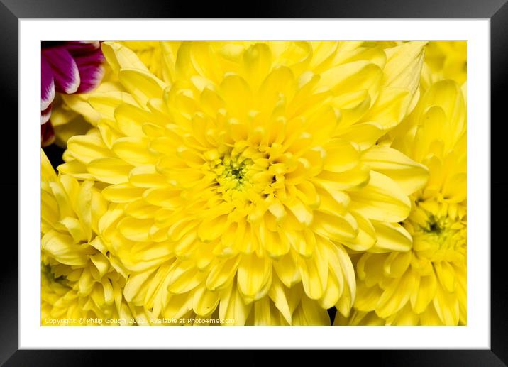 Yellow Flower Bloom Framed Mounted Print by Philip Gough