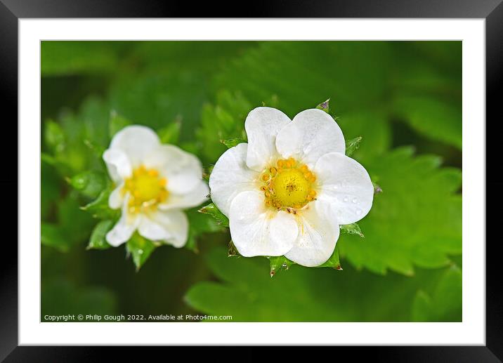 Strawberry flower in bloom Framed Mounted Print by Philip Gough