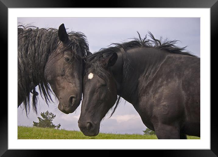Horses nuzzling on slivnica mountain Framed Mounted Print by Ian Middleton