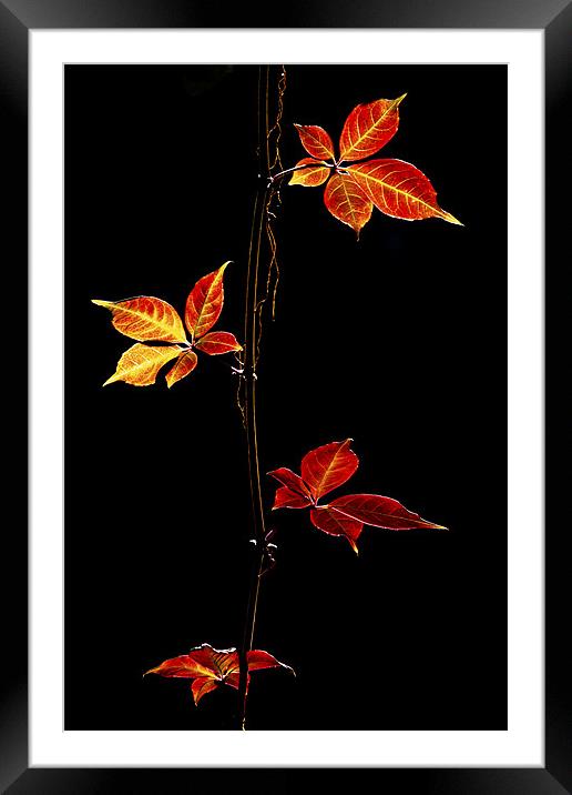 Autumn Leaves Framed Mounted Print by Darren Burroughs