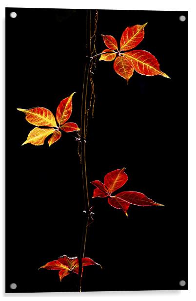 Autumn Leaves Acrylic by Darren Burroughs