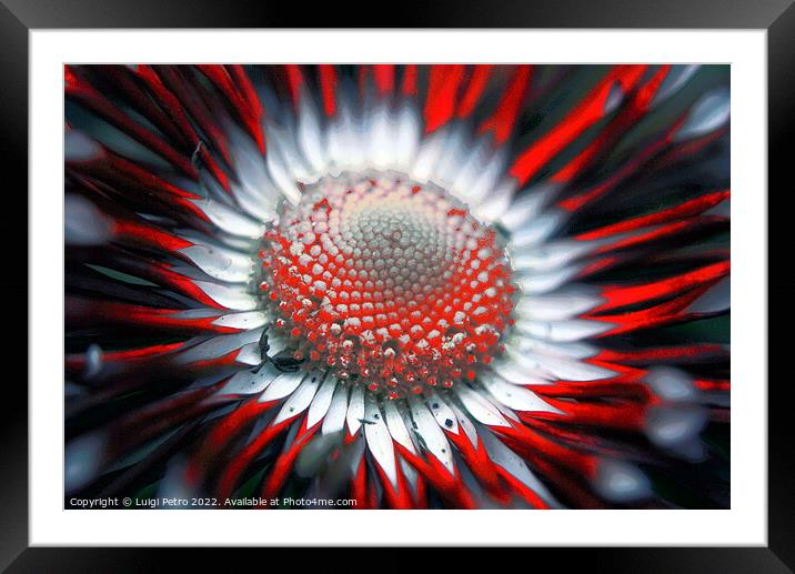 Abstract blurred close-up of a flower. Framed Mounted Print by Luigi Petro