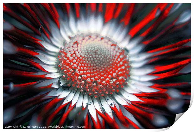 Abstract blurred close-up of a flower. Print by Luigi Petro