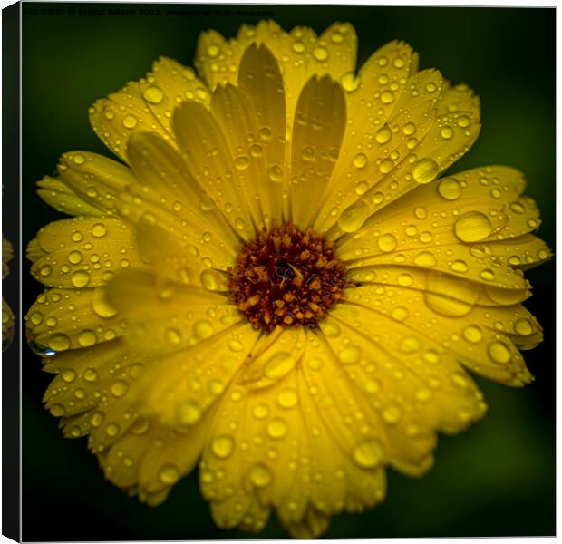 Close-up macro shot of yellow marigold flower with raindrops and green blurry background. Canvas Print by Kristof Bellens