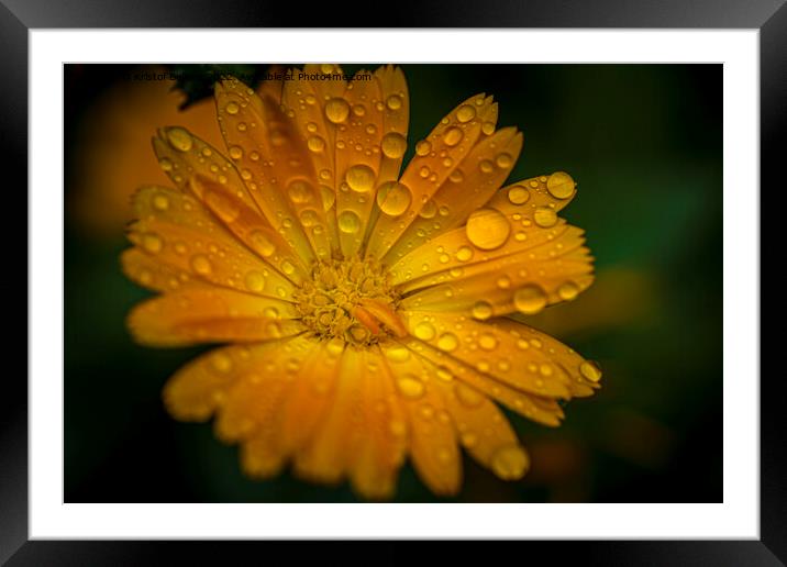 Close-up macro shot of orange marigold flower with raindrops and green blurry background. Framed Mounted Print by Kristof Bellens