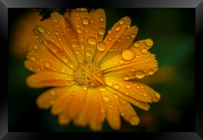 Close-up macro shot of orange marigold flower with raindrops and green blurry background. Framed Print by Kristof Bellens