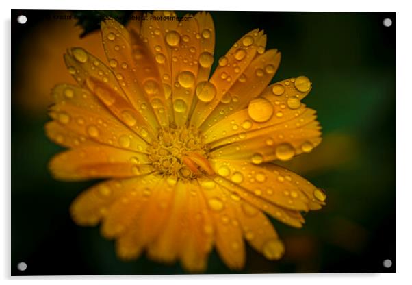 Close-up macro shot of orange marigold flower with raindrops and green blurry background. Acrylic by Kristof Bellens
