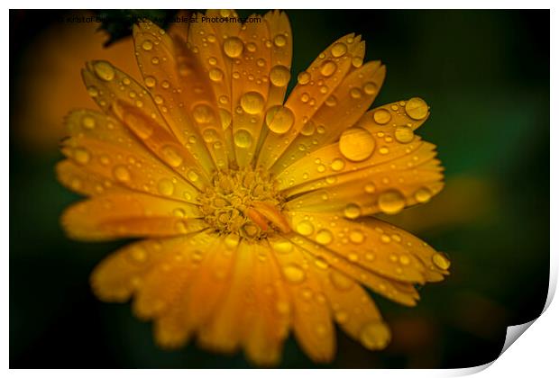 Close-up macro shot of orange marigold flower with raindrops and green blurry background. Print by Kristof Bellens