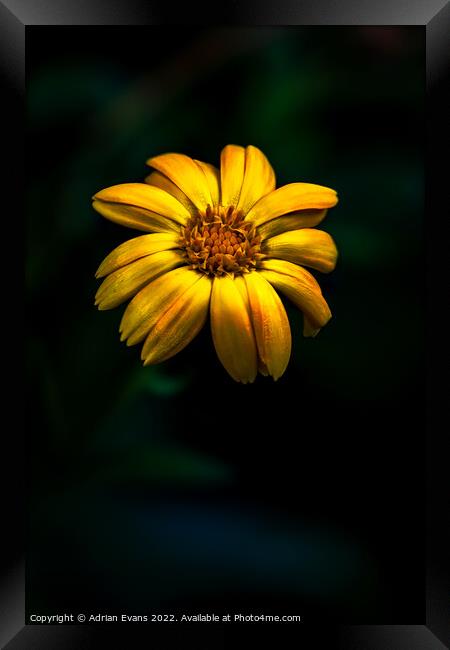 Yellow Bidens Flower Framed Print by Adrian Evans