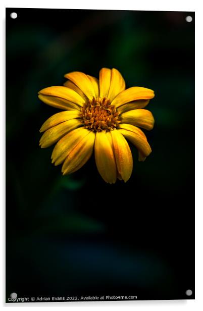 Yellow Bidens Flower Acrylic by Adrian Evans