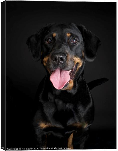 Rottweiler dog portrait Canvas Print by Nik Taylor