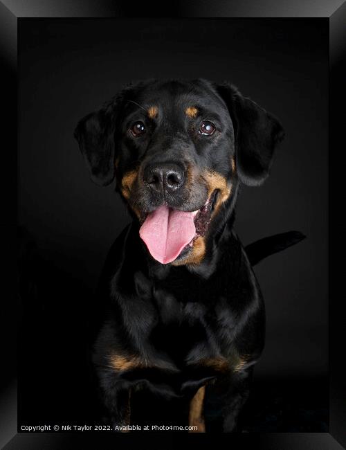 Rottweiler dog portrait Framed Print by Nik Taylor