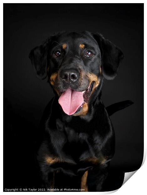 Rottweiler dog portrait Print by Nik Taylor