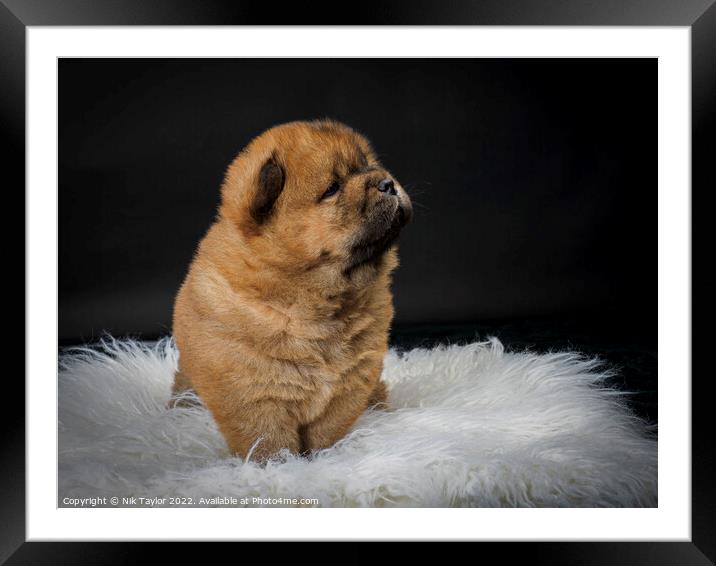 Chow Chow Puppy Framed Mounted Print by Nik Taylor