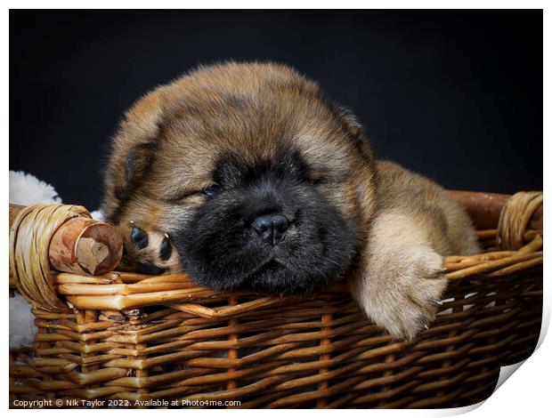 Puppy in a basket Print by Nik Taylor