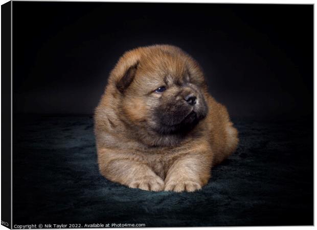 Chow Chow Puppy Canvas Print by Nik Taylor