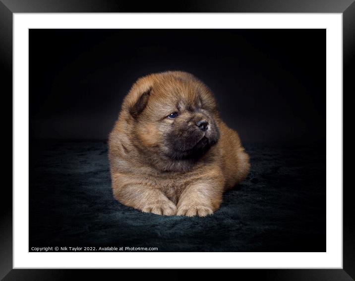 Chow Chow Puppy Framed Mounted Print by Nik Taylor