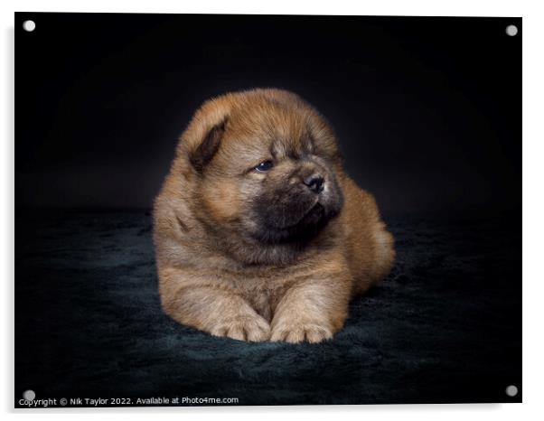 Chow Chow Puppy Acrylic by Nik Taylor