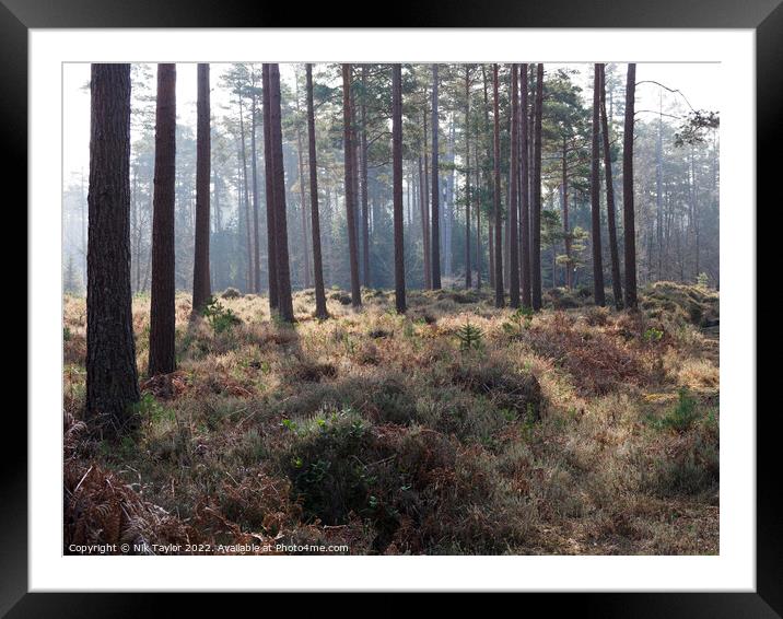 The New Forest Framed Mounted Print by Nik Taylor