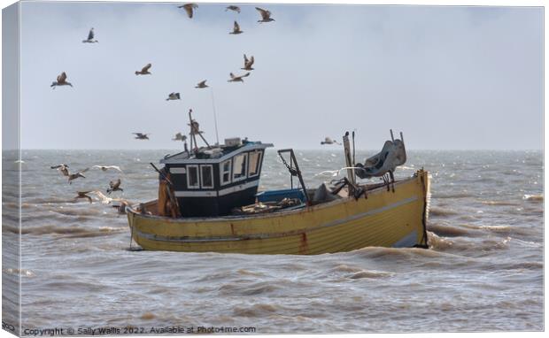 gulls follow incoming fishing boat Canvas Print by Sally Wallis