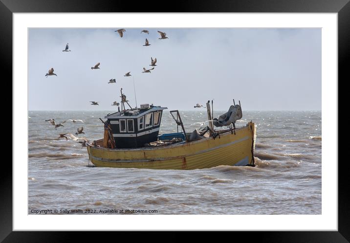 gulls follow incoming fishing boat Framed Mounted Print by Sally Wallis