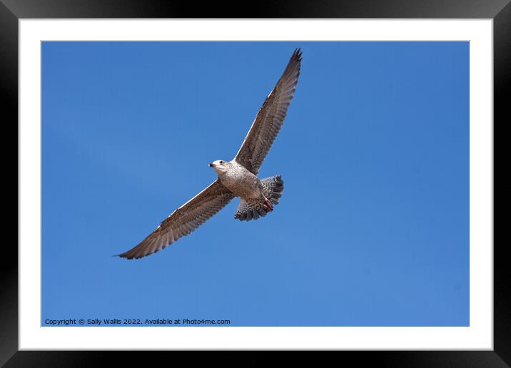 Herring Gull soaring against blue sky Framed Mounted Print by Sally Wallis
