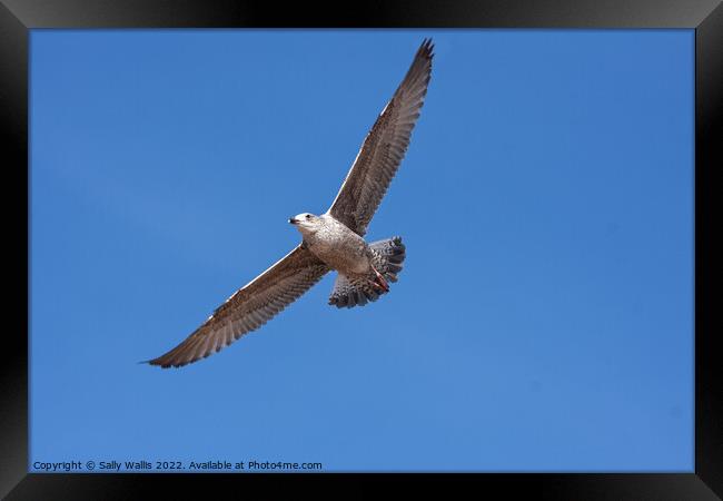 Herring Gull soaring against blue sky Framed Print by Sally Wallis
