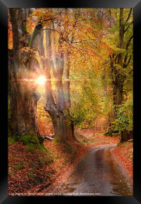Stunning autumn forest road at sunrise in Norfolk Framed Print by Simon Bratt LRPS