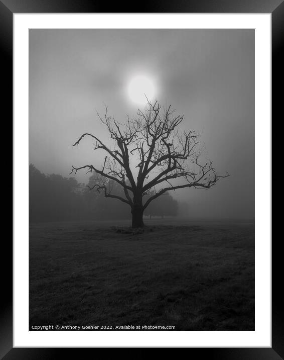 The lone tree Framed Mounted Print by Anthony Goehler