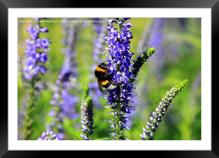 Bumblebee Feeding on Hyssop Framed Mounted Print by Taina Sohlman
