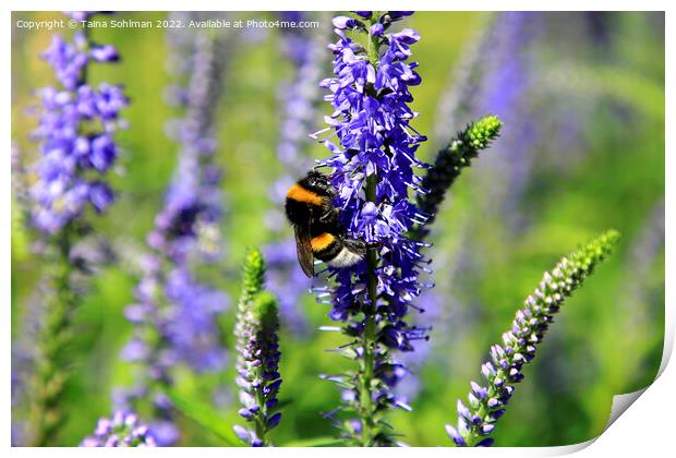 Bumblebee Feeding on Hyssop Print by Taina Sohlman