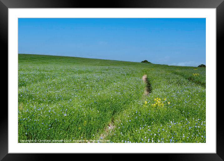 Field of Blue Flax or Linseed  flowers Framed Mounted Print by Christine Kerioak